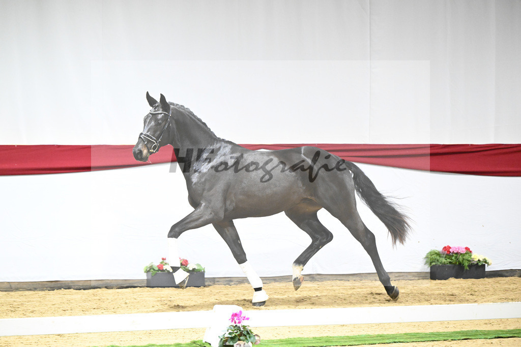 Kat-Nr. 51 v. Escamillo_Casper_63221320 | hf-fotografie - Realizzato con Pictrs.com