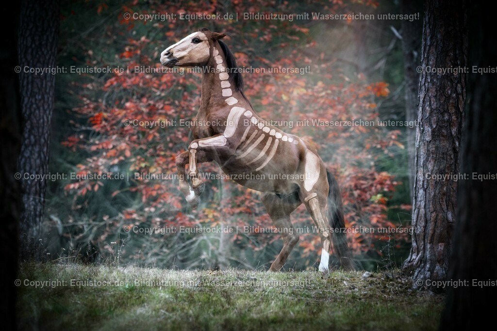 20151013_TOMsPiC_0290 | equistock