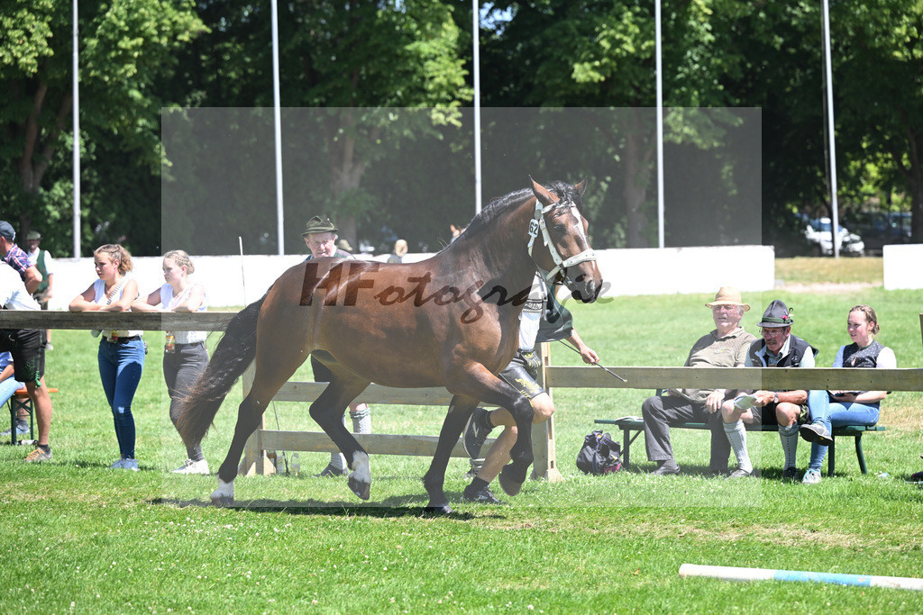 Kat-Nr. 62 Almrose v. Don Camillo_Ressle_18251067 | hf-fotografie - Realizzato con Pictrs.com