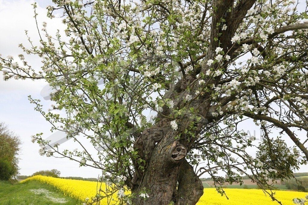 NatureArt-RAPSAPFELBLÜTE_0379 | Apfelblüte vor dem Rapsfeld | #002 | Modell: Darky | Foto: Tschiponnique Skupin - Realisiert mit Pictrs.com