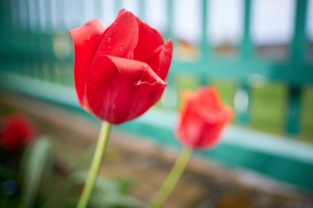 Tulpenbeet mit roten Tuloen und grünem Zaun | Austria - May 07, 2021: Tulpenbeet mit roten Tuloen und grünem Zaun. - Realisiert mit Pictrs.com