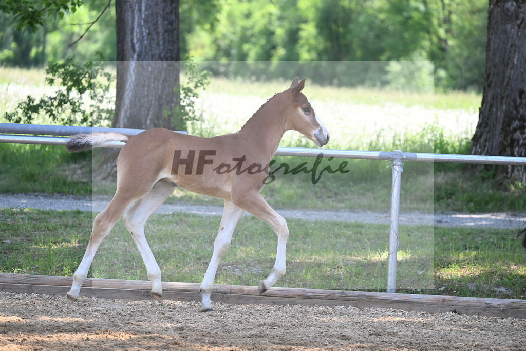 Kat-Nr. 15 HF Nixon van het Meulenhof_Gaub_14230425 | hf-fotografie - Realisiert mit Pictrs.com