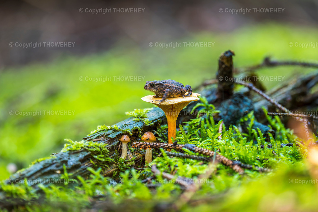 _1011216 | thowehey - Realisiert mit Pictrs.com