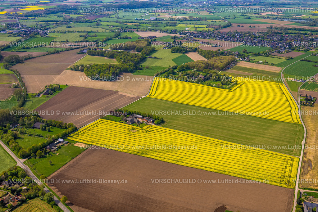 Xanten240402422MarienbaumRapsfelder | Luftbild, gelb blühende Rapsfelder am Ortsteil Marienbaum, Wohnhäuser Marienbaumer Straße und grüne Bäume, landwirtschaftliche Betriebe, Xanten, Niederrhein, Nordrhein-Westfalen, Deutschland