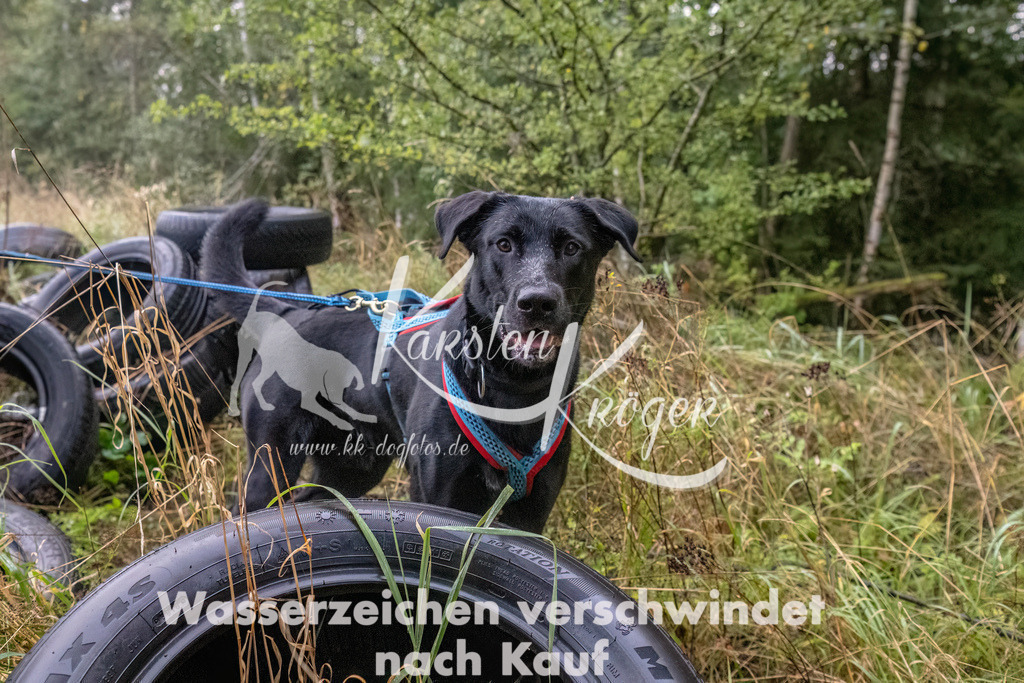 0854_ZZ90464-Bearbeitet | kk-dogfotos