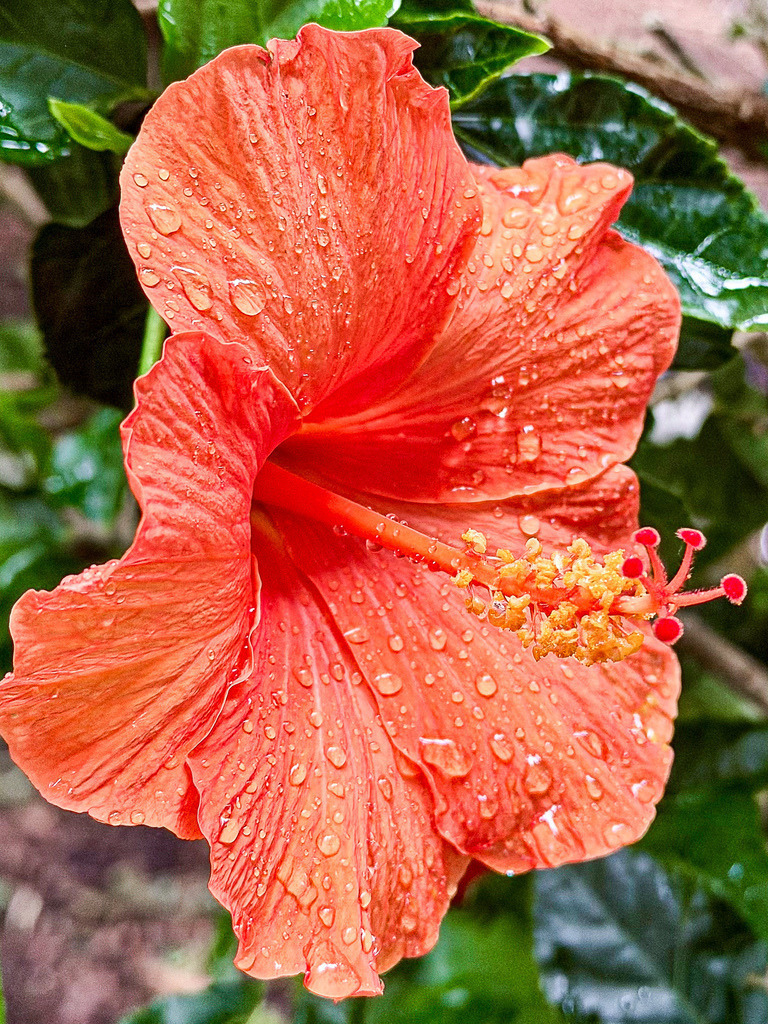 Sommerregen – Korallenroter Hibiskus mit Wassertropfen | Die pure Frische der Natur nach einem warmen Sommerregen. Diese gestochen scharfe Makroaufnahme fängt die filigranen Strukturen und lebendigen Korallentöne einer Hibiskusblüte ein, besetzt mit funkelnden Wassertropfen. Das harmonische Zusammenspiel aus Haptik, Farbe und dem weichen, grünen Hintergrund verleiht diesem Kunstwerk eine beruhigende und zugleich kraftvolle Dynamik. Perfekt als stilvolles Wandbild für moderne Wohnkonzerte. - Realisiert mit Pictrs.com