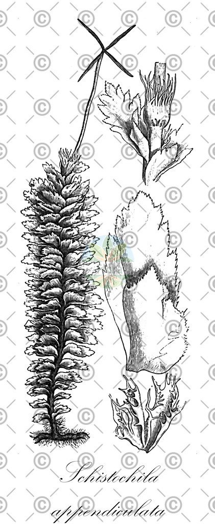 HistAbb_wfo-0001175067_1_ENZY_Simple | Historische Abbildung von Schistochila appendiculata - Schistochilaceae | Historical Illustration of Schistochila appendiculata - Schistochilaceae