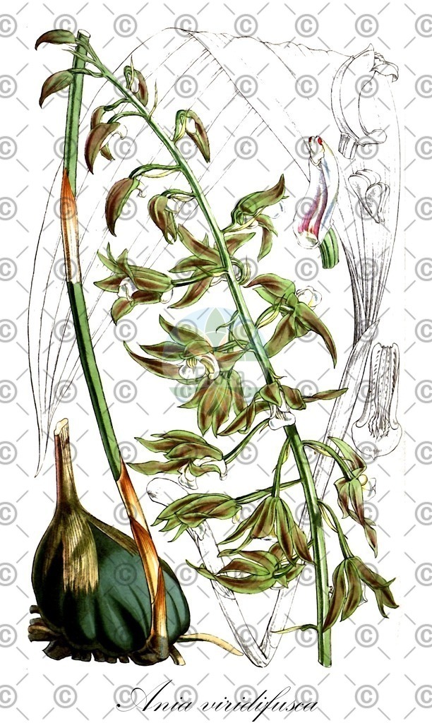 HistAbb_wfo-0000536813_1_ENZY_Simple | Historische Abbildung von Ania viridifusca - Orchidaceae | Historical Illustration of Ania viridifusca - Orchidaceae