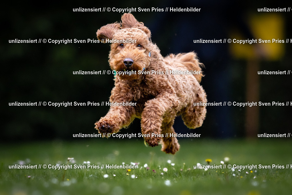 Sven Pries | 2026-05-14 - Hunderennen KA Durlach Vatertag 2026 - Realisiert mit Pictrs.com