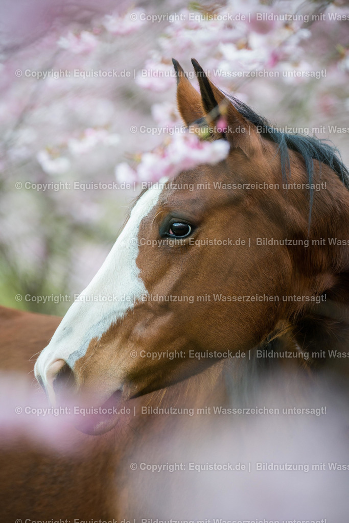 20160414_Pferd_in_Kirschbl__te_0008 | equistock