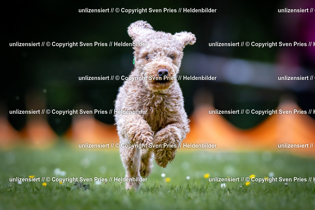 Sven Pries | 2026-05-14 - Hunderennen KA Durlach Vatertag 2026 - Realisiert mit Pictrs.com