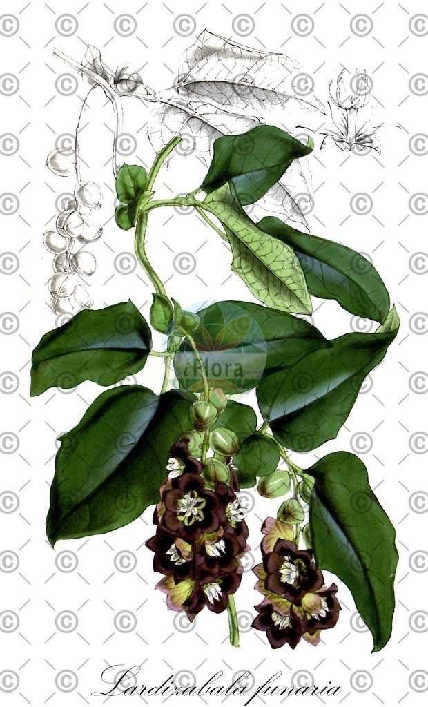 HistAbb_wfo-0000443338_1_ENZY_Simple | Historische Abbildung von Lardizabala funaria - Lardizabalaceae | Historical Illustration of Lardizabala funaria - Lardizabalaceae