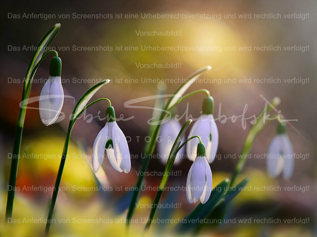 Wandbild Schneeglöckchen im Sonnenlicht | Eine Gruppe von Schneeglöckchen im sonnigen, warmen Licht#Schneeglöckchen sind kleine weiße #Blumen, die im späten #Winter oder frühen #Frühling blühen. Sie sind bekannt für ihr zartes Aussehen und gelten oft als Symbol für Hoffnung und #Erneuerung. #Schneeglöckchen sind in #Gärten und #Wäldern in ganz #Europa verbreitet. - Realisiert mit Pictrs.com
