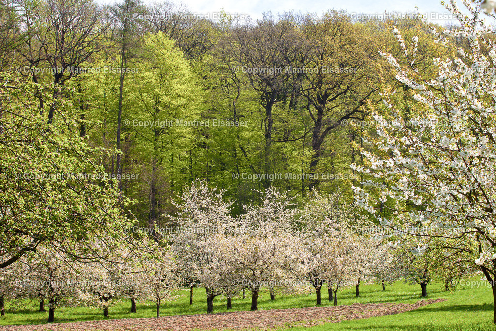 Blühende Kirschbäume vor Laubwald WB-025 | Wald, Ruhe, Erholung, Abschalten, relaxen, Augenoasen, Kraft tanken, Waldbaden, Stress reduzieren, Bäume, Kirschblüten, Frühlingswald, Sonne im Wald, Licht im Wald, Herbstwald, Waldwege, Gebirgswald, Wasser im Wald, Felsen im Wald, - Realisiert mit Pictrs.com