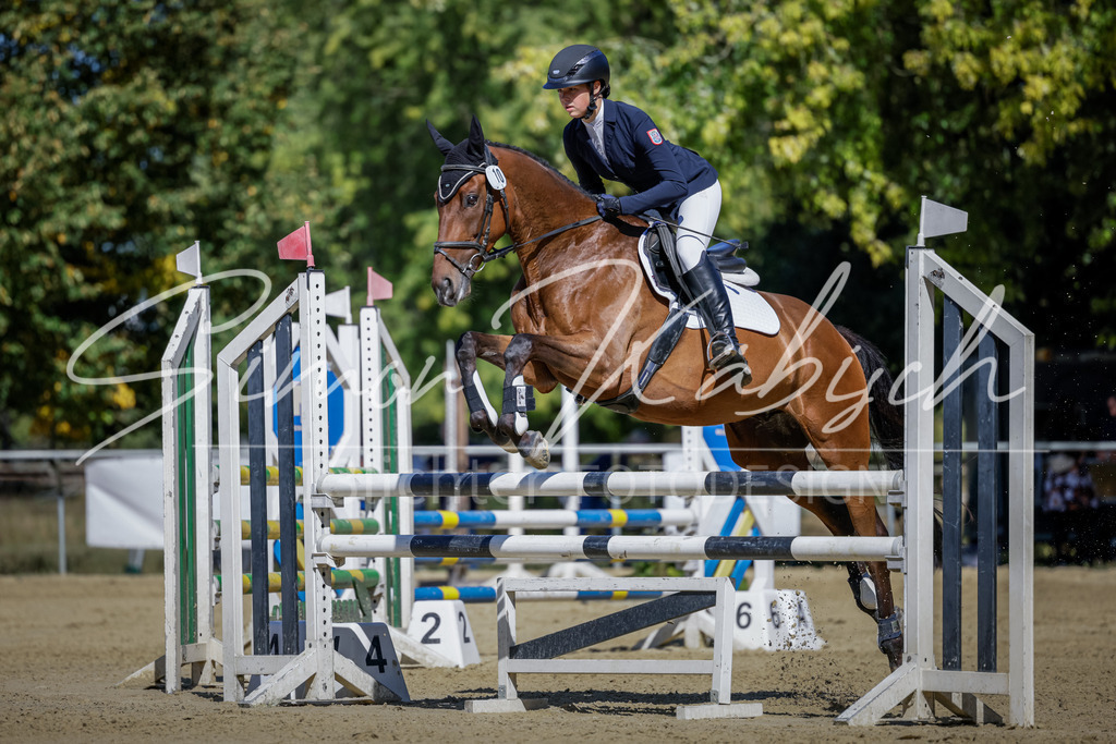 20250906-_3LI3854 | Tierfotografie Pferde, Hunde, Katzen, Haustiere.
Turnierfotografie Reitturniere, Reiten, Springreiten, Dressur in Hanau, dem Main-Kinzig-Kreis und dem Rhein-Main- Gebiet um Frankfurt