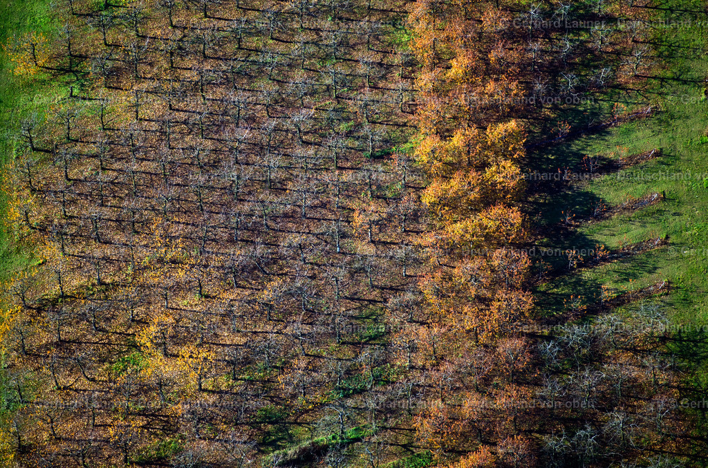 9300098 | herbstliche Baumstrukturen bei Sommerhausen