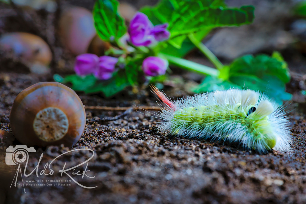 Buchen_Streckfuß | Entdecken Sie Fotografie aus Leidenschaft: Auftragsfotografie, HD-Fotos, Geschenkartikel aus Ihren Bildern und vieles mehr. Beauftragen Sie uns für besondere Momente!