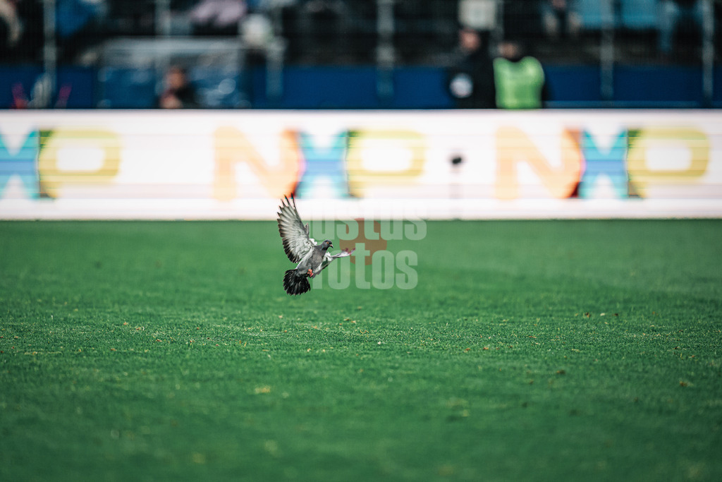 Fußball | Männer | Saison 2023/2024 | 2. Fußball-Bundesliga | 16. Spieltag | Hamburger SV vs. SC Paderborn 07 | 09.12.2023 | Eine Taube lässt sich auf dem Spielfeld nieder