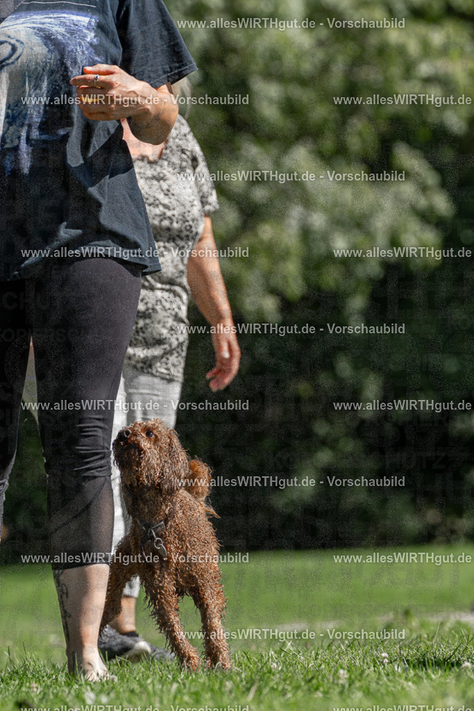 Hundeschwimmen_Volksbad_2026-allesWIRTHgut_Tierfotografie-2609061355-FAY06852 | Professionelle Tierfotografie in Mönchengladbach von Daniel Wirth (allesWIRTHgut). Liebevolle & natürliche Bilder von Hunden & Katzen für unvergessliche Erinnerungen.