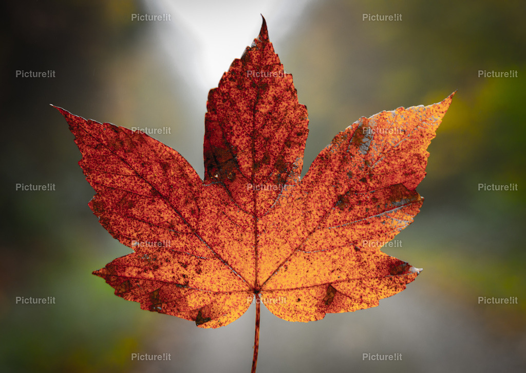 Herbstimpression | Entdecken Sie unsere vielfältige Auswahl an digitalen Panoramen und hochwertigen Fotoprodukten. Ob als sofortiger Download für kreative Projekte oder als exklusives Fotoprodukt für Ihr Zuhause – unsere einzigartigen Aufnahmen bieten perfekte Qualität.  - Realisiert mit Pictrs.com