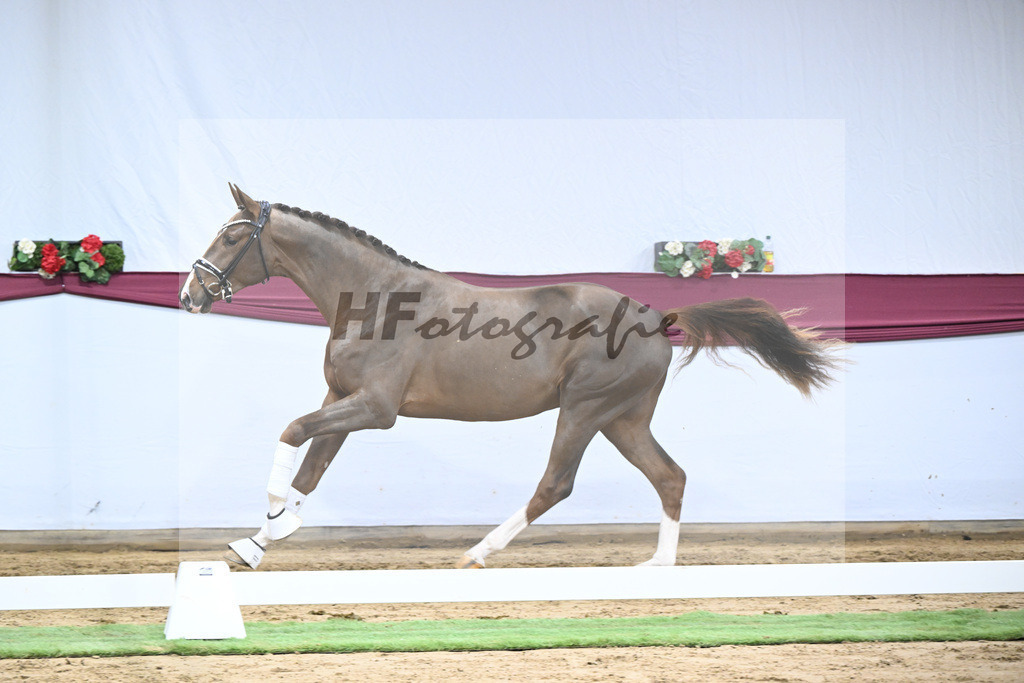 Kat-Nr. 48 Valdiviani x De Beau_Schult Horses GmbH _ Co. KG_47251698 | hf-fotografie - Realizzato con Pictrs.com