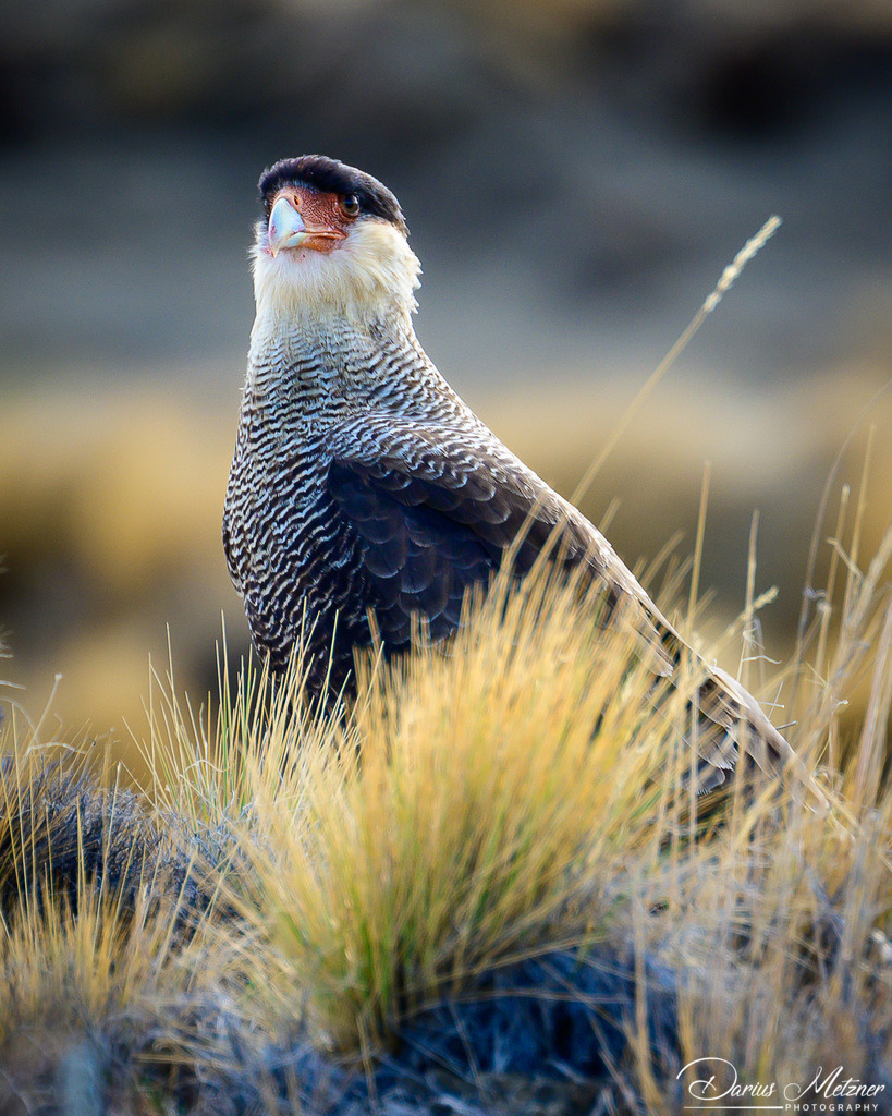 El Chalten in Argentinien | El Chalten in Argentinien