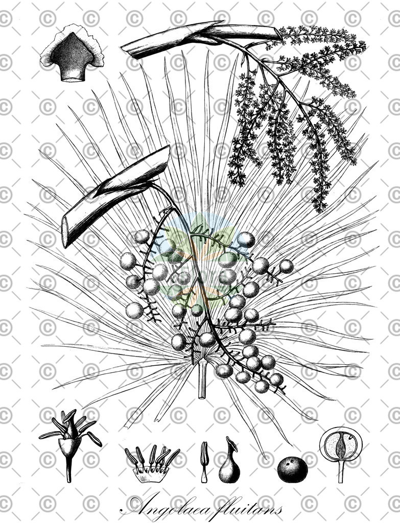 HistAbb_wfo-0000536542_460_ENZY_Simple | Historische Abbildung von Angolaea fluitans - Podostemaceae | Historical Illustration of Angolaea fluitans - Podostemaceae