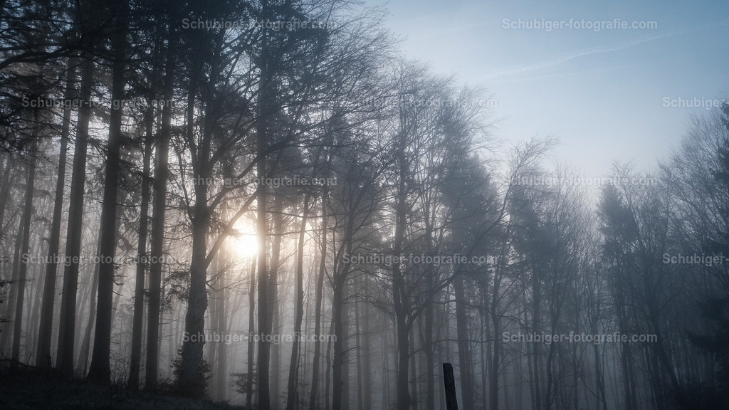 Bume im Nebel mit Sonne | Sonnenaufgang mit Bäumen im Nebel - Realisiert mit Pictrs.com