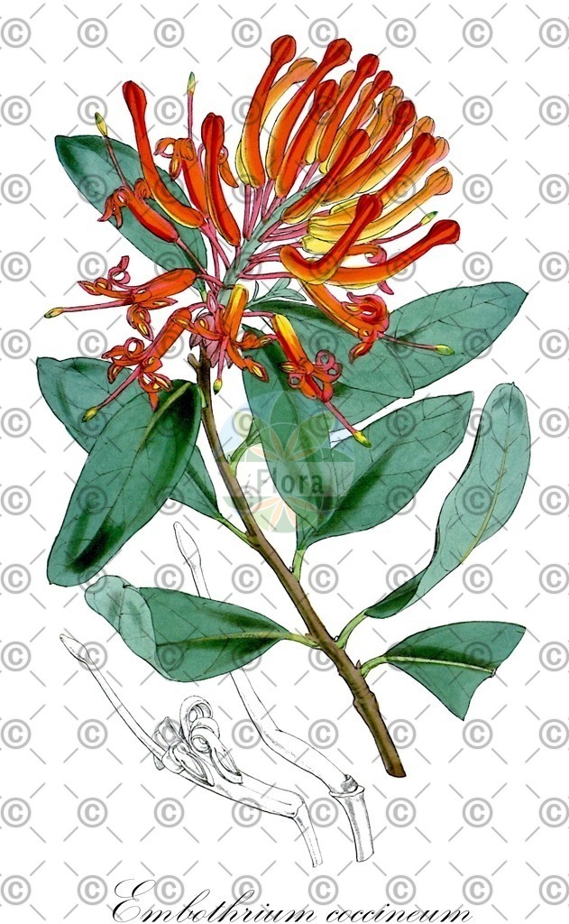 HistAbb_wfo-0000948514_1_ENZY_Simple | Historische Abbildung von Embothrium coccineum - Proteaceae (Chilenischer Feuerbusch) | Historical Illustration of Embothrium coccineum - Proteaceae