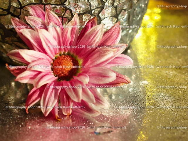 titusgraphy_PB180965-vz-ln | titusgraphy-shop: Geschenkideen mit Qualitätsfotos. titusgraphy-shop: gift ideas with quality photos. titusgraphy-shop: idées cadeaux avec photos de qualité.  - Realisiert mit Pictrs.com