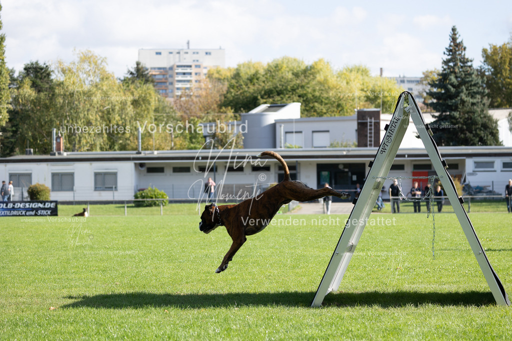_16A5271 | Einzigartige Fotos von Hunden & Menschen –Actionfotos, Portraits, Vereinsaufnahmen & Paarshootings – authentisch, lebendig & mit Herz.