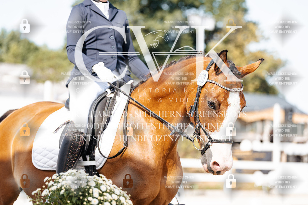CK905399 | Turnierfotografie Pferdefotografie Trier Rheinland-Pfalz Pferdesport Reitsport Tierfotografie Sportfotografie Pferdevideo Pferdevideografie Equestrianvideography equestrianphotography  - Realisiert mit Pictrs.com