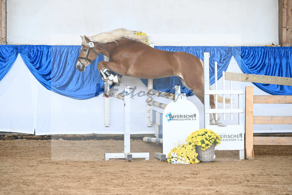 Kat-Nr. 8 Angelo Mio v. Amore Mio_Brielmeier_48250222 | hf-fotografie - Realisiert mit Pictrs.com