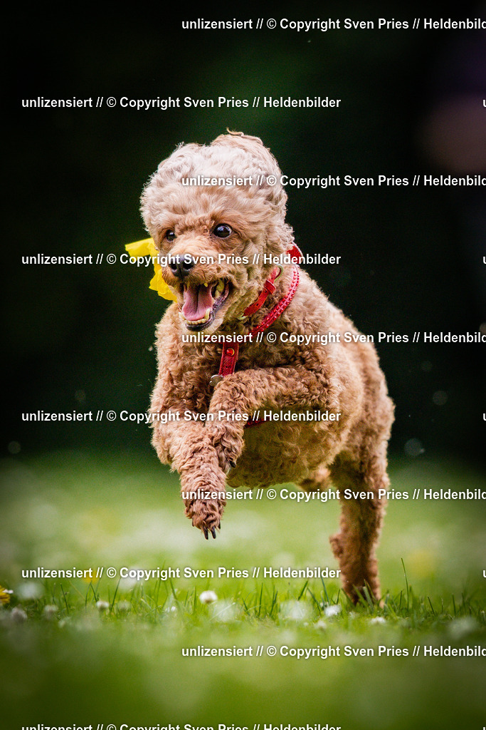 Sven Pries | 2025-05-29 - Pudelrennen KA-Durlach - Realisiert mit Pictrs.com