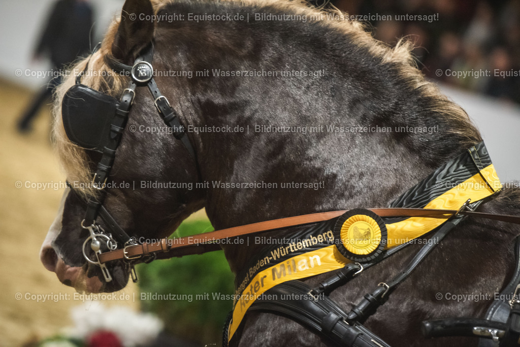 20240302_Hengstvorstellung_Marbach_TOMsPiC_0651 | equistock