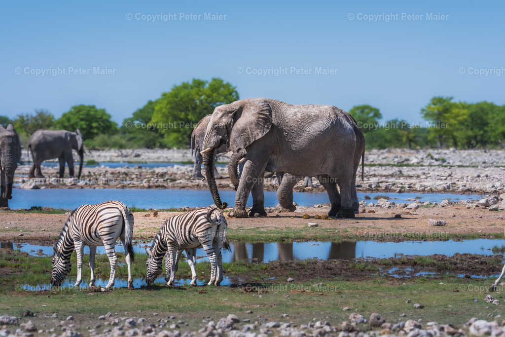Etosha_Nationalpark_Namibia-619 | piet_flosse