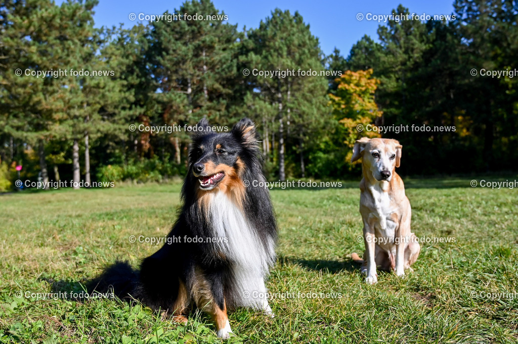 Hund_ Hunde_ 18.10.2021-1 | 18.10.2021, Linz, AUT, Hund, Hunde, im Bild Hund, Hunde, spazieren, Freilaufzone, Spazierweg, Arrigo und Luigi