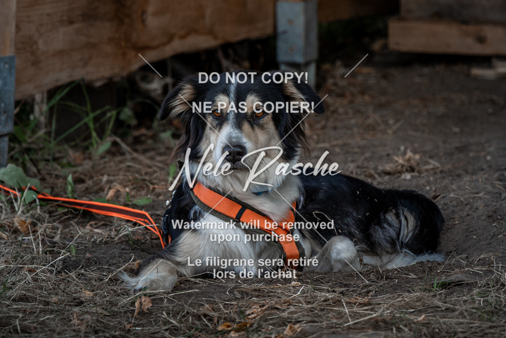 nelerasche_slaw24So_427 | nelerasche