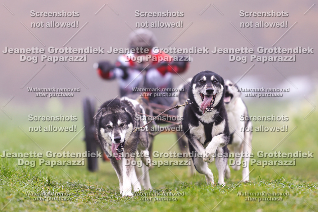 Dog Paparazzi - Visbeck 25 -31 | Dog Paparazzi Jeanette Grottendiek Fotografie & Videografie - Realisiert mit Pictrs.com