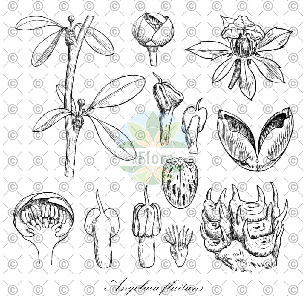 HistAbb_wfo-0000536542_224_ENZY_Simple | Historische Abbildung von Angolaea fluitans - Podostemaceae | Historical Illustration of Angolaea fluitans - Podostemaceae