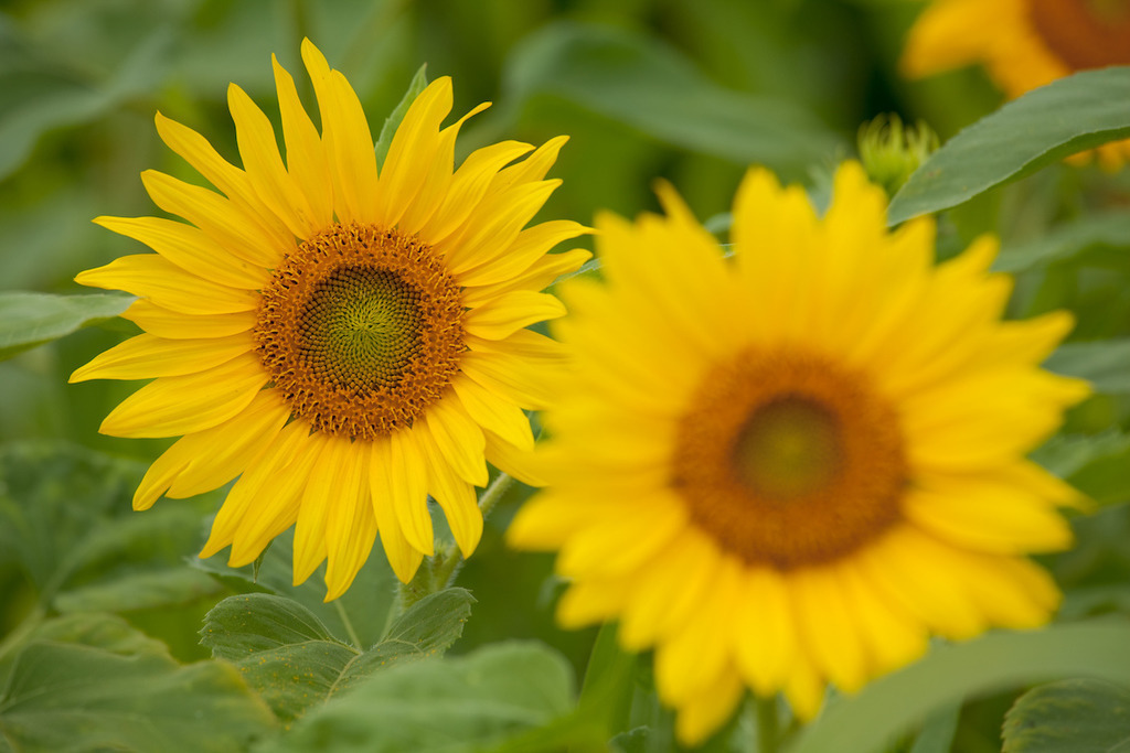 210804-476 | Europa, DEU, Deutschland, Baden-Wuerttemberg, Schwaebische Alb, Bissingen an der Teck, Sonnenblume (Helianthus annuus), Agrarlandschaft, Sonnenblumenfeld, Bluete, Bluetenkorb, Landwirtschaft, Landwirtschaftlich, Agrar, Agrarwirtschaft, Natur, Naturfoto, Naturfotos, Naturfotografie, Naturphoto, Naturphotographie, Landschaft, Landschaften, Landschaftsfoto, Landschaftsfotografie, Landschaftsphoto, Landschaftsphotographie, 

[Fuer die Nutzung gelten die jeweils gueltigen Allgemeinen Liefer-und Geschaeftsbedingungen. Nutzung nur gegen Verwendungsmeldung und Nachweis. Download der AGB unter http://www.image-box.com oder werden auf Anfrage zugesendet. Freigabe ist vorher erforderlich. Jede Nutzung des Fotos ist honorarpflichtig gemaess derzeit gueltiger MFM Liste - Kontakt, Uwe Schmid-Fotografie, Duisburg, Tel. (+49).2065.677997, ..archiv@image-box.com, www.image-box.com] - Realisiert mit Pictrs.com