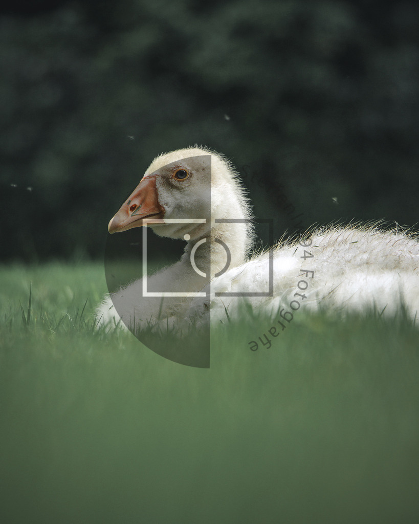 Wandbild Höckergans Jungtier weiß | Ich bin Fotograf und auf meiner Webseite hast du die Möglichkeit meine fotografie als Wandbilder druckfertig für dein Zuhause zu bestellten. - Realisiert mit Pictrs.com