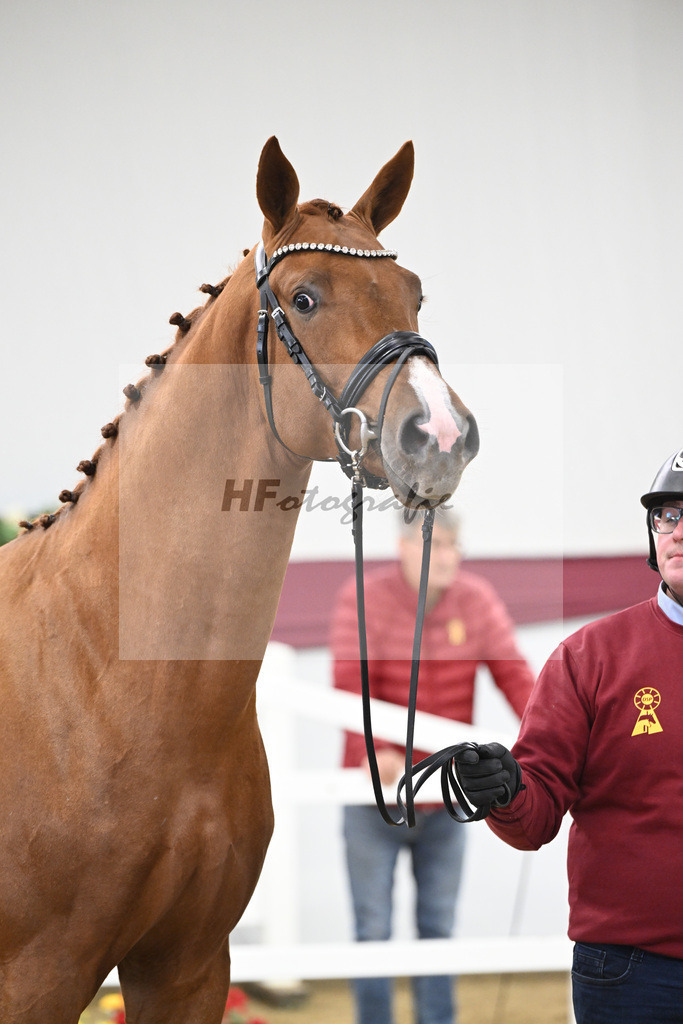 Kat-Nr. 81 Kincsem x Diaron_Matthias Schlamminger_47252771 | hf-fotografie - Realisiert mit Pictrs.com