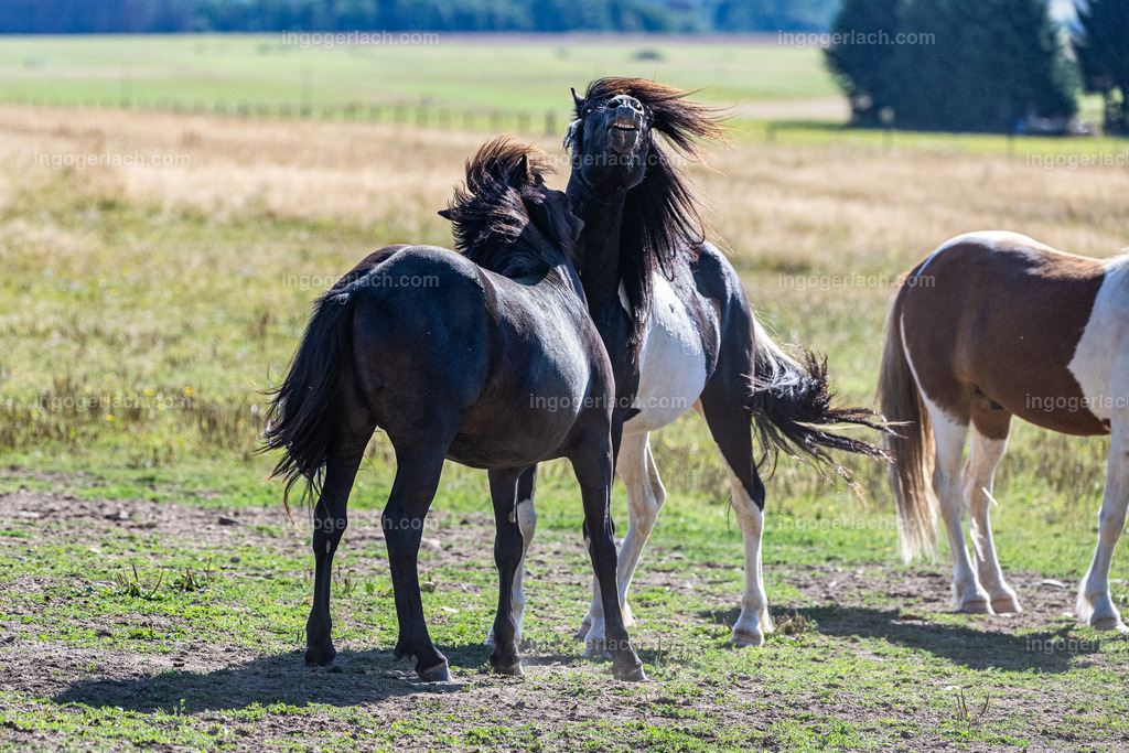 Islandhengste | Ingo Gerlach