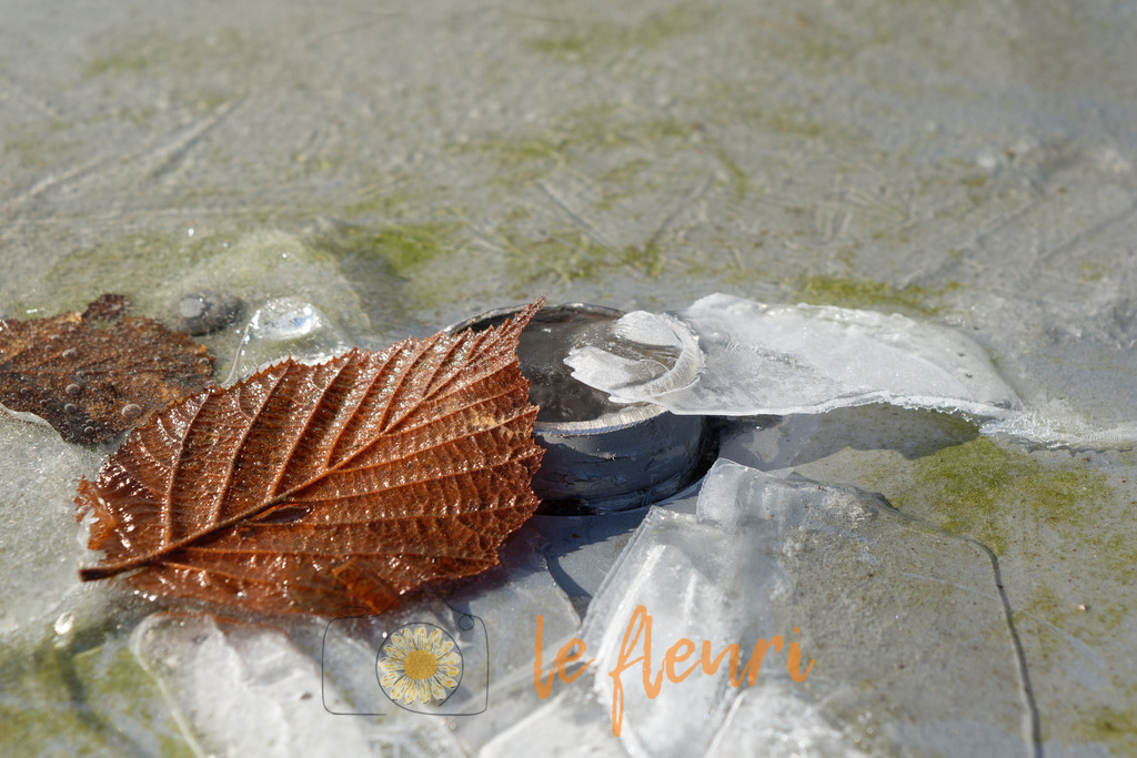 DSC_0308-NEF_DxO_DeepPRIME | Dies ist der Shop von Florian Blum - le fleuri. Langenthal, Bern, SchweizSie können hier meine oder ihre eigenen Fotos als Fotoprodukte kaufen. Tassen, Schlüsselanhänger, Taschen etc. können Sie hier gestalten.  - Realisiert mit Pictrs.com