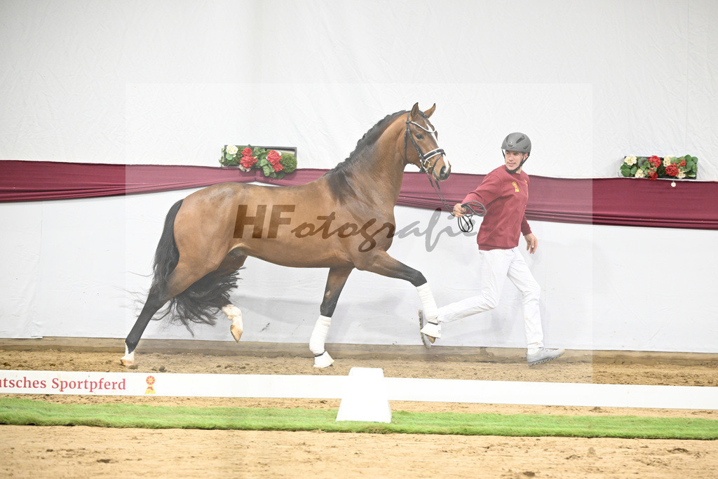 Kat-Nr. 120 Fanegro x Bequia_Johannes Gaab_47253899 | hf-fotografie - Realisiert mit Pictrs.com