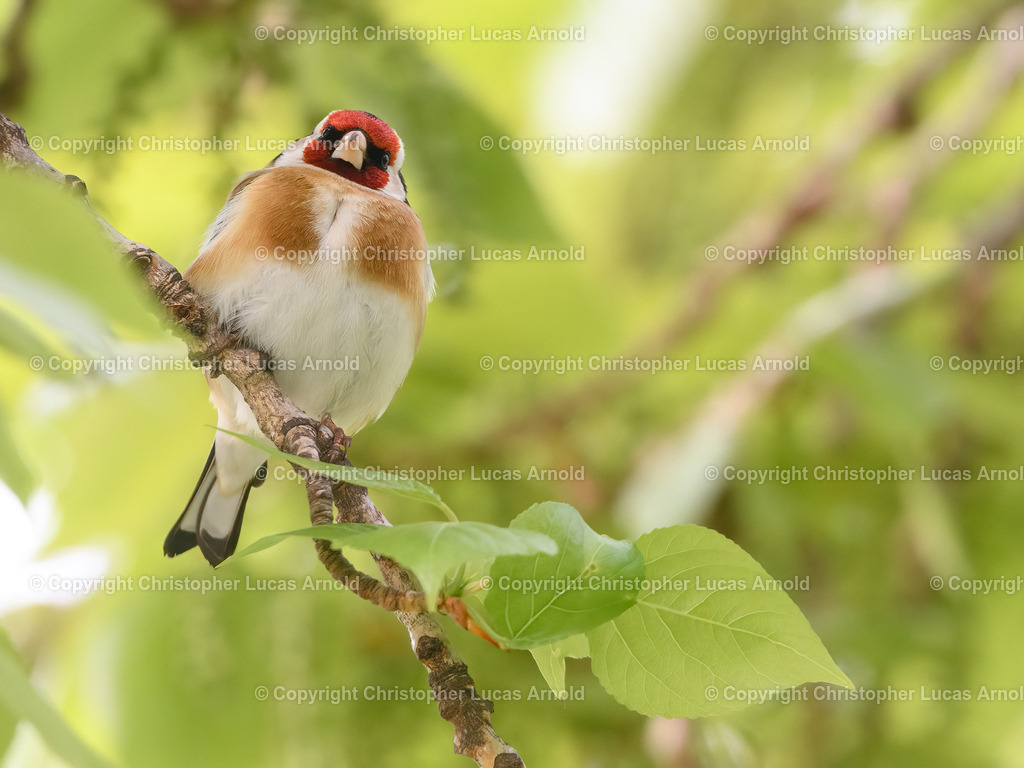 Stieglitz | bildkomponist - Realisiert mit Pictrs.com