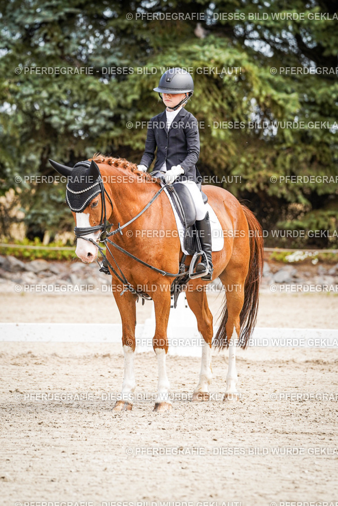 DSC02612 | Pferdegrafie