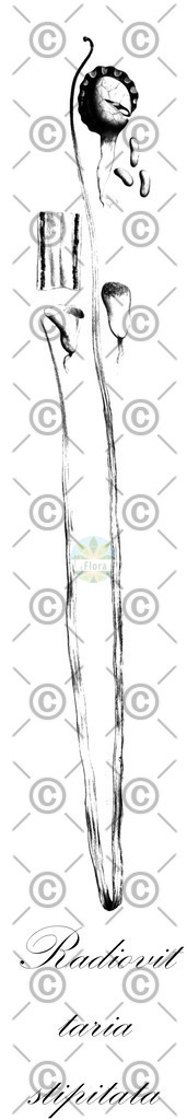 HistAbb_wfo-0001196711_1_ENZY_Simple | Historische Abbildung von Radiovittaria stipitata - Pteridaceae | Historical Illustration of Radiovittaria stipitata - Pteridaceae