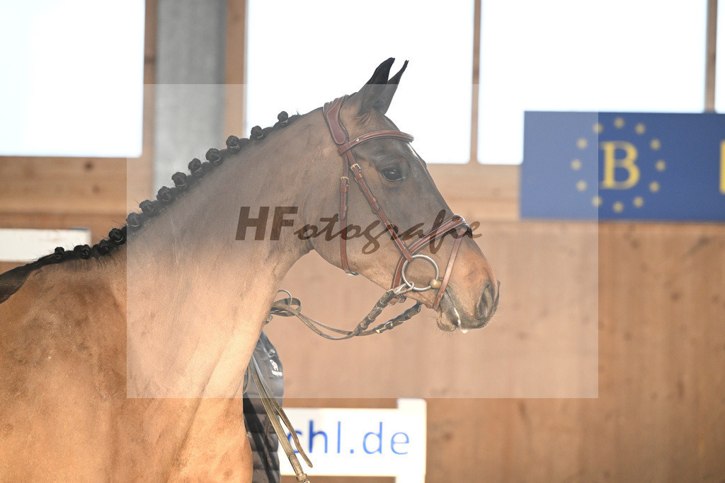 Kat-Nr. 39 Cleo Clash Z v. Cero Blue TN_Pobitzer_14261005 | hf-fotografie - Realizzato con Pictrs.com